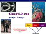 Animals (PowerPoint Show)
