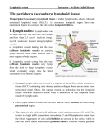 The peripheral (secondary) lymphoid tissues