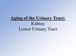 Aging of the Urinary Tract: Aging of the Prostate