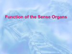 Functions of the Sense Organs