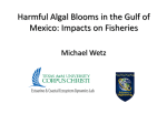 Harmful Algal Blooms in the Gulf of Mexico: Impacts on Fisheries