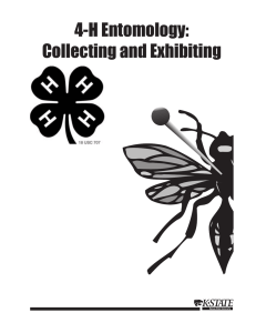 4H829 4-H Entomology: Collecting and Exhibiting