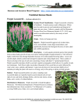 Purple Loosestrife (L.) - the Minnesota Department of Agriculture