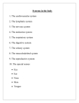 The cardiovascular system