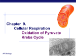 Chapter 9. Cellular Respiration Kreb`s Cycle