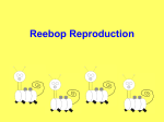 Reebop Reproduction.ppt