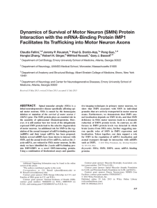 Dynamics of survival of motor neuron (SMN)