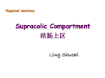 凌树才_Supracolic Compartment