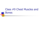Class #9 Chest Muscles and Bones