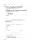 GU System - Handout 1: Male Reproductive System