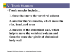 V. Trunk Muscles