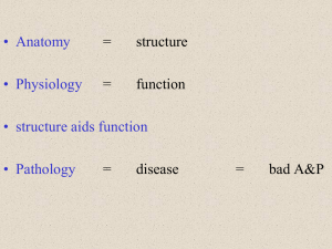 • Anatomy = structure • Physiology = function • structure aids function