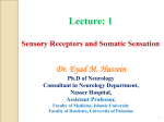 Sensory receptors and somatic sensation