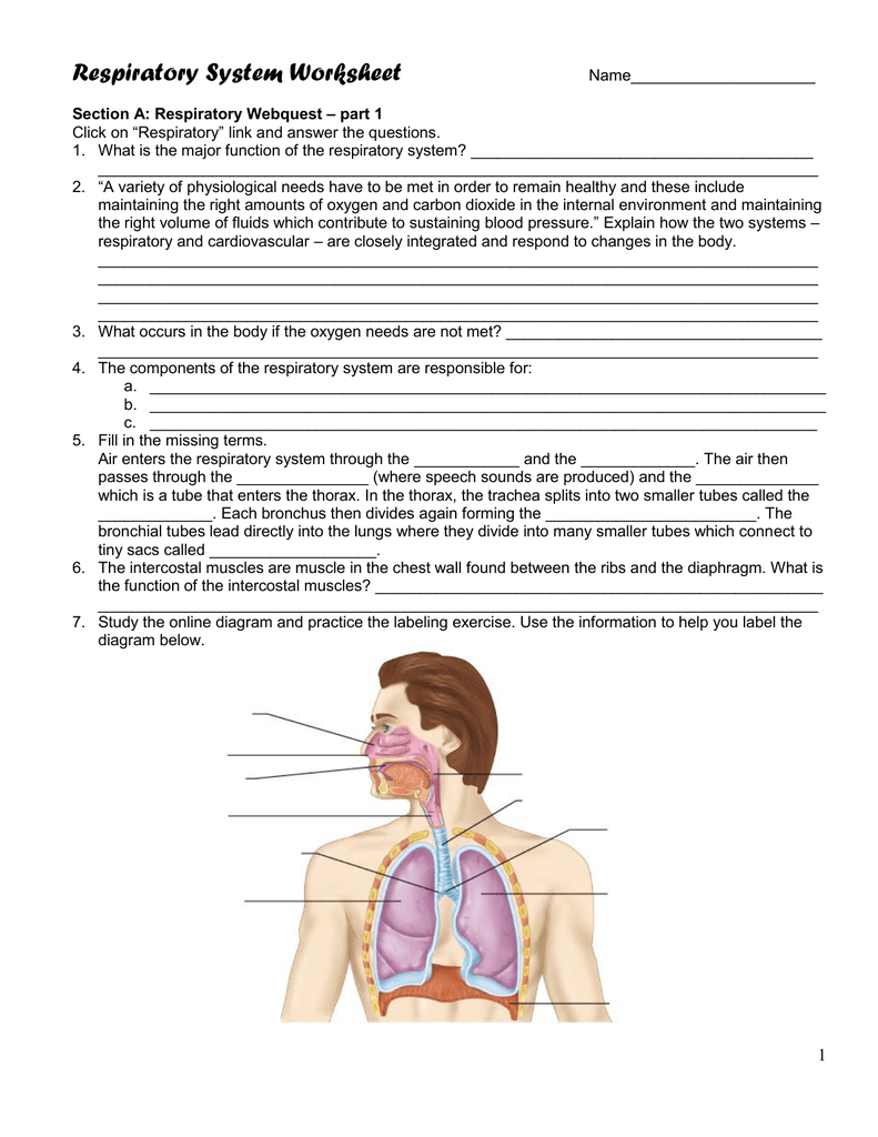 Respiratory System Worksheet Within Respiratory System Worksheet Answer Key