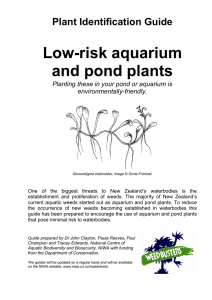 Low risk aquarium and pond plants