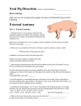 The Internal Anatomy of the Fetal Pig