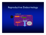 6. Repro Endocrinology SV