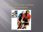 Glycolysis and Cellular Respiration