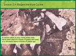 Lesson 2.4 Biogeochemical Cycles