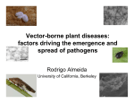 Vector-borne plant diseases: factors driving the emergence and