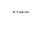 Cerebellum - DENTISTRY 2012