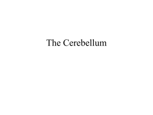 Cerebellum - DENTISTRY 2012