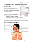 Chapter 16 – The Respiratory System