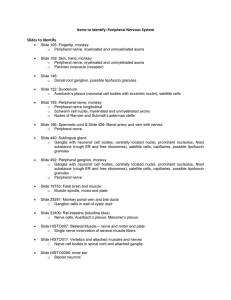 12. Peripheral Nervous System