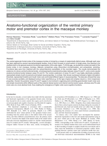 Anatomofunctional organization of the ventral primary motor and
