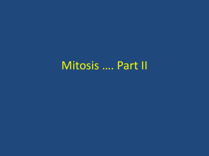 Mitosis *. Part II