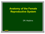 Anatomy of the female reproductive system