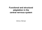 Functional and structural adaptation in the central nervous system