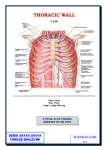 thoracic wall - Yeditepe University Pharma Anatomy