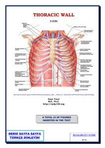 thoracic wall - Yeditepe University Pharma Anatomy