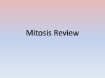 Mitosis Review