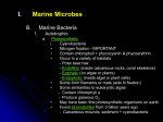 Marine Microbes