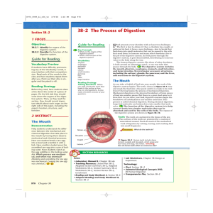 38–2 The Process of Digestion