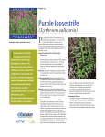 Purple Loosestrife (Lythrum salicaria)