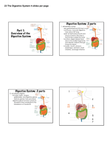 Part 1: Overview of the Digestive System Digestive System: 2 parts