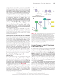 Proton Transport and ATP Synthesis in the Chloroplast