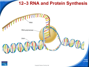 RNA and Protein Synthesis Powerpoint