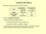 Animal Cell Culture - Chemical Engineering Resources