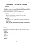 Functional Anatomy of Prokaryotic and Eukaryotic Cells