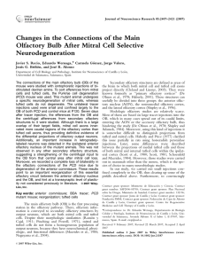 Changes in the connections of the main olfactory bulb after mitral