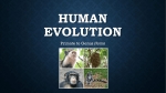 human evolution