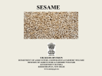 Sesame - NMOOP