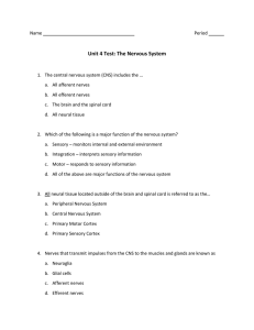 Unit 4 Test Nervous System