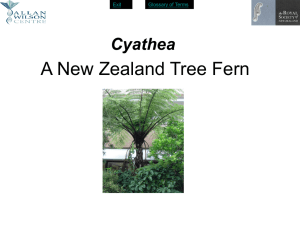 Cyatheaceae Power Point Presentation