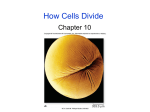 Mitosis and Meiosis chapt10 and chapt11