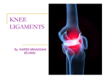 8533080_KNEE LIGAMENTS